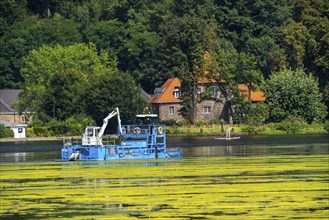 Mowing boat Nimmersatt, of the Ruhrverband, tries to keep the green plant carpet on the Lake