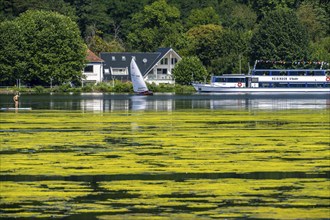 Green carpet of plants on Lake Baldeney in Essen, proliferating aquatic plant Elodea, waterweed, an