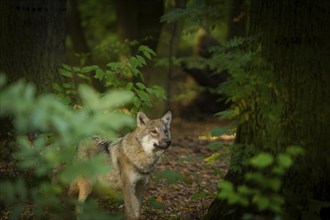 Moritzburg Game Reserve, Moritzburg, Saxony, Germany, Europe