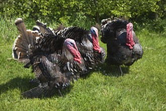 Black Spanish or the Norfolk Black turkey breed outside on grass lawn