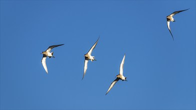 Black-tailed Godwit, Limosa limosa, birds in flight on blue sky