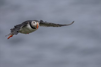 Puffin (Fratercula arctica), in flight, Grimsey Island, Iceland, Europe