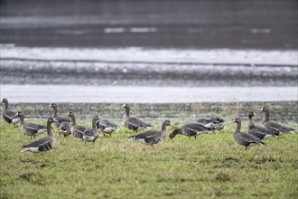 Greater white-fronted geese (Anser albifrons), Emsland, Lower Saxony, Germany, Europe