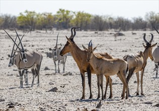 Sassabies (Damaliscus lunatus), mother with young, Etosha National Park, Namibia, Africa