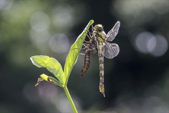 Southern Hawker (Aeshna cyanea) with exuviae, Emsland, Lower Saxony, Germany, Europe