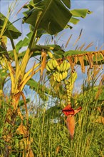 Banana tree with fruit in the evening sun, banana, tree fruit, plantation, crop, agriculture,