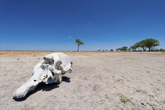 Elephant skull (Loxodonta africana), skull, skeleton, death, poacher, landscape, steppe, aridity,