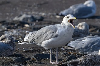 Caspian gull (Larus cachinnans) calling in seagull colony along the North Sea coast in late summer,