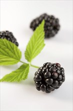 Black blackberries, clipping, fruit, fruits, studio