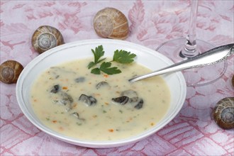 Baden cuisine, snail soup, typical Baden, vineyard snail shell, snail shells, parsley, spoon, soup