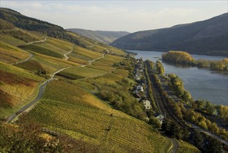 Travel, Rhine, river, vineyard, Unesco, Rhine Valley, autumn landscape, autumn, Lorch, Middle