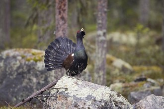 Scandinavia, Sweden, capercaillie in summer (Tetrao urugallus), Vesterberget, Hamra, Sweden, Europe