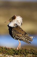 Ruff, ruff plumage, display plumage, courtship display, Norway, Varanger, Varanger Peninsula,