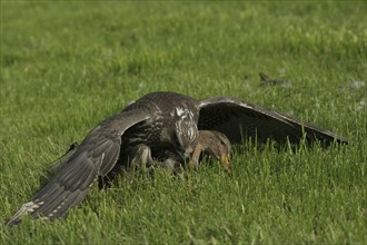 Gerfalcon (Falco rusticolus) young mating bird mantling over a mallard (Anas platyrhynchos) Allgäu,