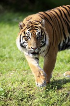 Sumatran tiger (Panthera tigris sumatrae), adult male portrait running, Sumatra