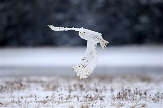 Snowy Owl, Snowy Owl (Nyctea scandiaca), adult flying in winter, snow, Zdarske Vrchy,