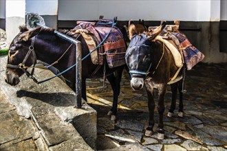 Donkeys for transporting tourists to the Acropolis, winding alleyways with white houses, Lindos,