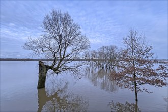 Flood, flood protection, flooding, dike protection, dike on the Elbe, flooding, sunrise, biotope,