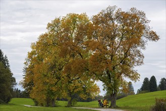 Elderly man taking a break during a bicycle tour under autumn coloured maples (Acer), Ostallgäu,