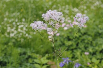 Greater meadow-rue (Thalictrum aquilegiifolium), North Rhine-Westphalia, Germany, Europe