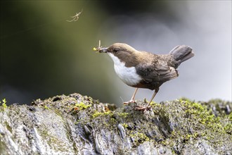 White-throated Dipper (Cinclus cinclus), at a torrent with prey in its beak, Rhineland-Palatinate,