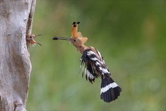 Hoopoe, (Upupa epops, approaching the breeding den, feeding juvenile, family Hoopoes, formerly