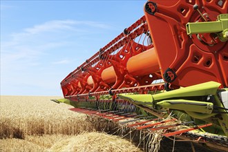 Harvesting grain with a combine harvester in a field near Ludwigshafen