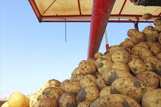 Farmer Hartmut Magin from Mutterstadt harvesting early potatoes in the Palatinate (Mutterstadt,