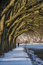 Winter, snowy landscape, winter walk at Lake Baldeney, plane tree avenue, lakeside path, at Haus