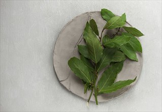 Fresh, bay leaf branch, on a gray background, top view, no people