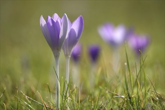 Crocus blossom, February, Germany, Europe