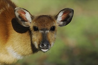 Western sitatunga or swamp antelope (Tragelaphus spekii gratus), female, portrait, captive,