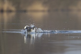 Great crested grebe (Podiceps cristatus) adult bird running on the water on a river, Norfolk,