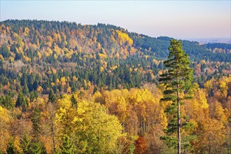 Scenics view at a mixed forest in a valley with beautiful autumn colors at a mountain