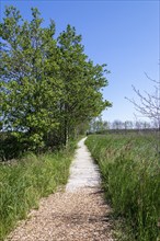 Circular hiking trail, trees, grass, wooden footbridge, Darßer Ort, Born a. Darß,