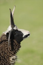 Jacob sheep (Ovis ammon f. aries), Lower Saxony Germany