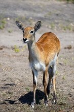 A lechwe (Kobus leche) with erect ears looking into the camera, lechwe, African antelope of the