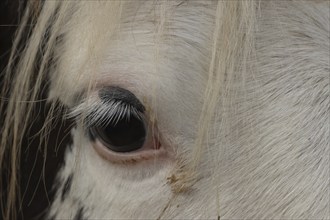 Horse (Equus caballus) adult animal close up of its eye, Norfolk, England, United Kingdom, Europe