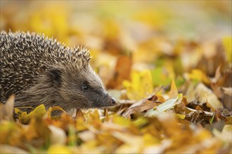 European hedgehog (Erinaceus europaeus) adult animal amongst fallen autumn leaves, Suffolk,