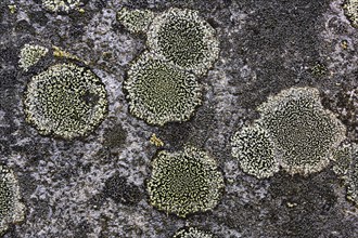 Lichen on a gravestone, Insh Chrurch, Aviemore, Scotland, Great Britain