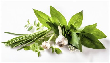 Fresh wild garlic next to garlic cloves and flowers, arranged as culinary ingredients, wild garlic,