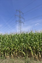 Symbolic image, renewable energies, maize plants, biogas plant, feed maize, high-voltage pylons,