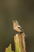 European chaffinch (Fringilla coelebs) adult male bird singing on a tree stump, England, United