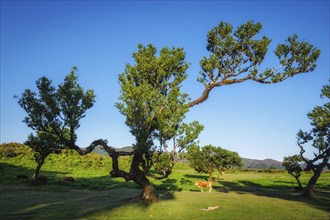 Calf and centuries-old til trees in fantastic magical idyllic Fanal Laurisilva forest on sunrise.