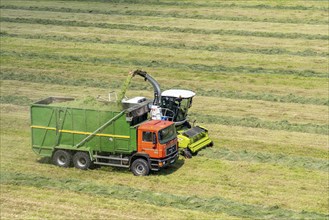 Hay harvest, on a Rhine meadow near Duisburg-Beeckerwerth, a forage harvester picks up the cut