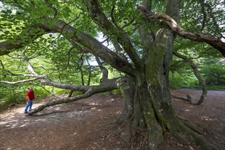 The Sababurg primeval forest, or primeval forest in the Reinhardswald, is a 95-hectare biotope