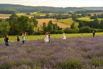 Lavender fields in East Westphalia Lippe, OWL, near the village of Fromhausen, near Detmold, the