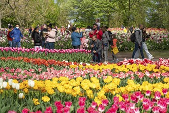 The Keukenhof, gardens, amusement park, spring park, spring flower show, near Lisse, South Holland,