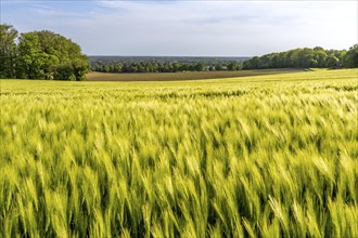 Sonsbeck Switzerland, a part of the Lower Rhine mountain range, an end moraine pushed up during the