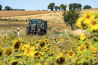 Country road, with tractor, sunflower field south-east of Nideggen, in the Rureifel, North